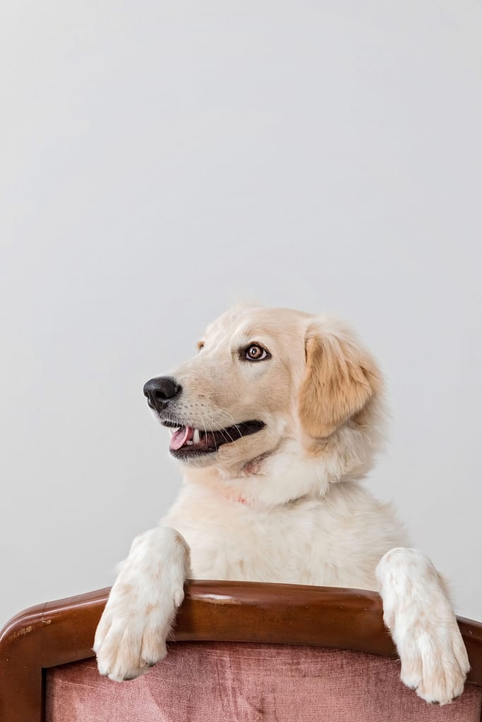portrait of lab puppy on chair in photography studio
