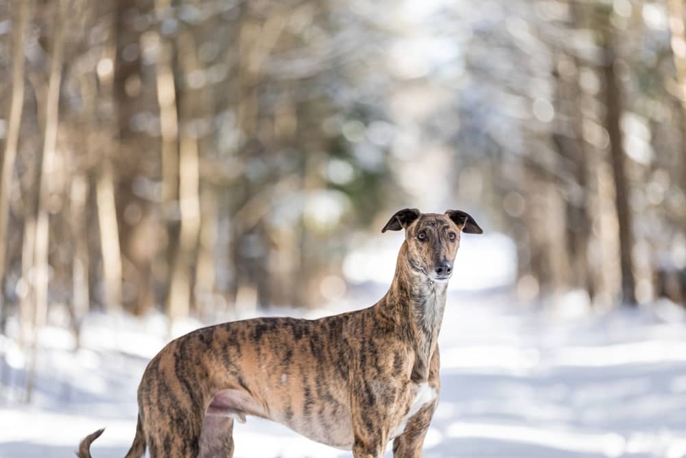 Lurcher dog poses on a path in the winter