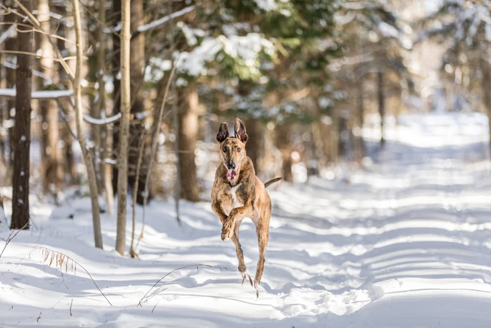 Lurcher dog running fast towards the camera in the snow in the woods