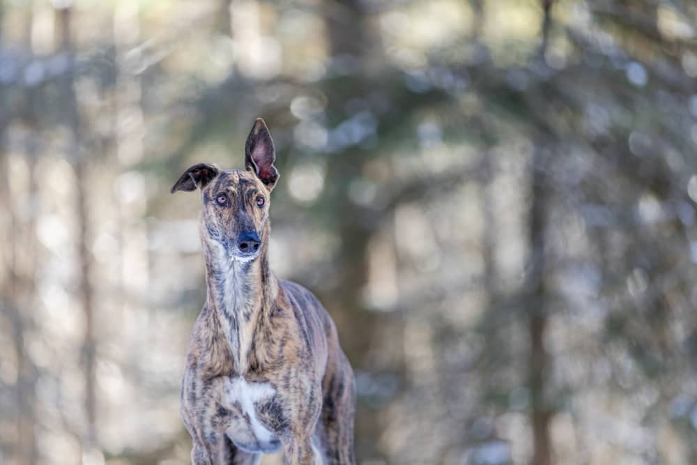 Lurcher dog with one ear up in the forest