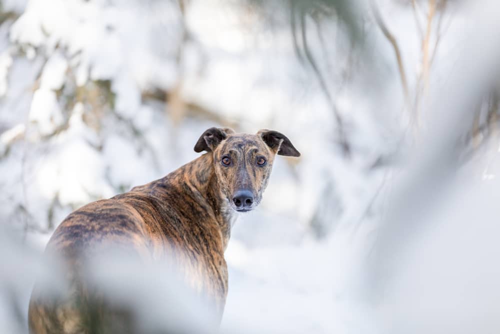 Lurcher dog photo during the winter