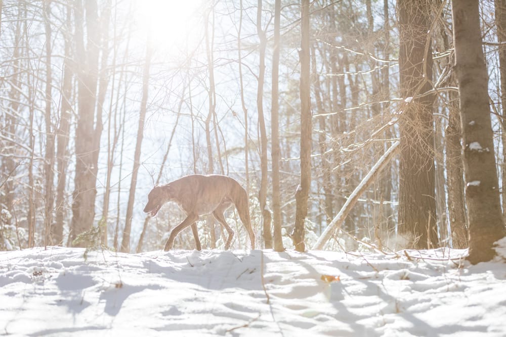Lurcher dog waling in a forest in the winter with sun rays