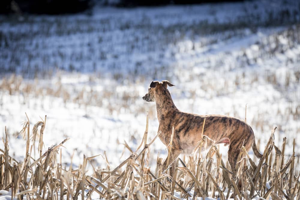 Lurcher dog in a field