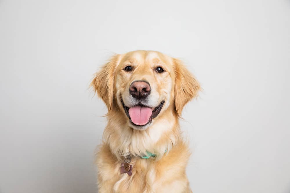 golden retriever dog photos in the studio. Owen sound pet photographer