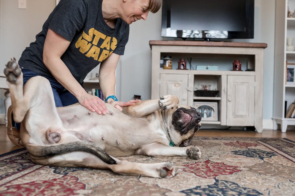 dog photo. dog photography. Dog gets belly rubbed