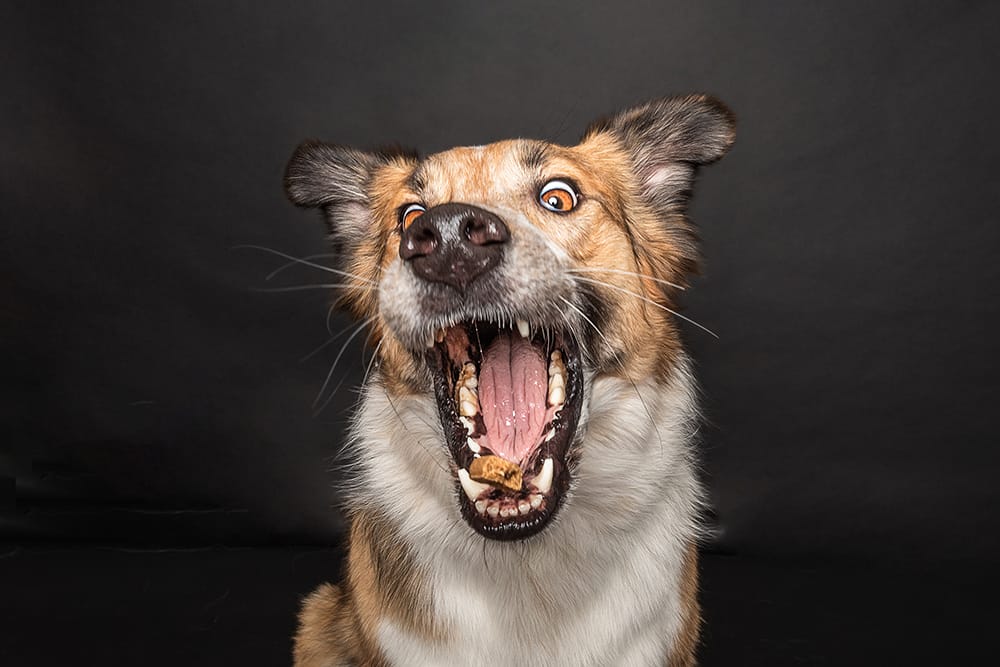 Photo of a dog catching a treat on a black background in Candra Schank Photography's studio. Dog photography. Pet Photography. Owen Sound Dog photographer Grey Bruce Pet Photographer.