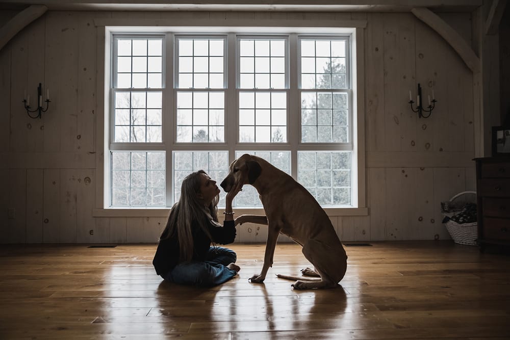 A great dane dog in front of the window with his mom. Dog photography. Pet Photography. Owen Sound Dog photographer Grey Bruce Pet Photographer.