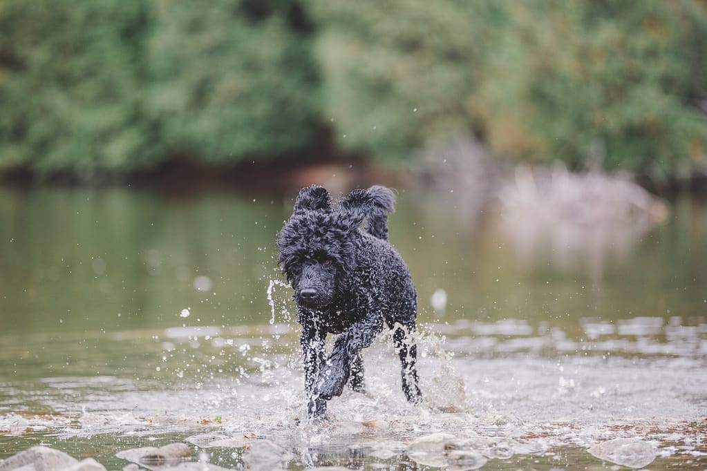 Black dog running though the water.