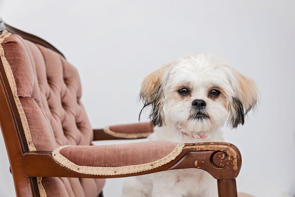 shih tzu puppy sitting pretty on a vintage chair in the studio.
