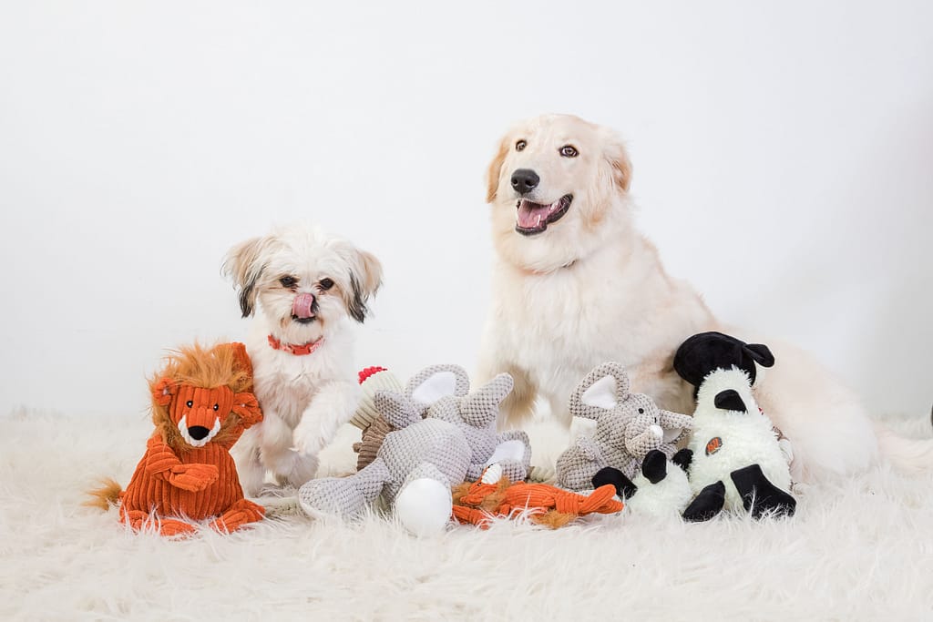 little shitzu puppy and a bernese lab puppy playing with their toys in the studio