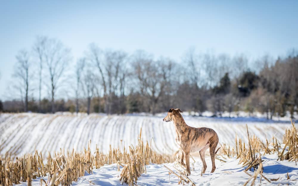 A winter dog portrait session with a Lurcher / Owen Sound & Collingwood Pet & Equine Photographer