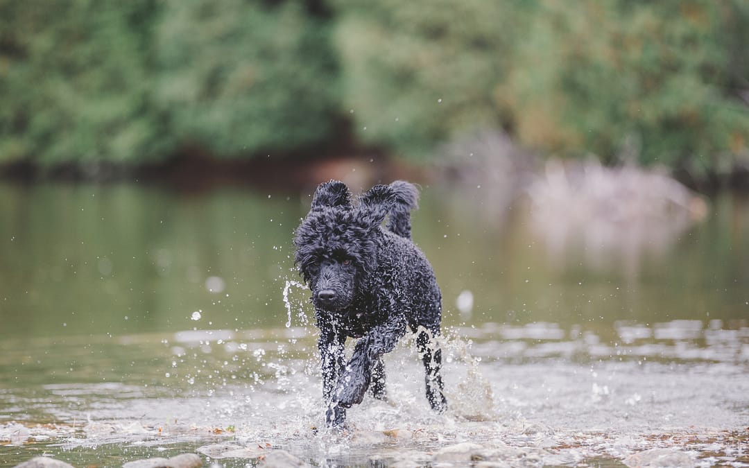 Wow, how do I photograph my dog running? / Owen Sound & Collingwood Pet & Equine Photographer