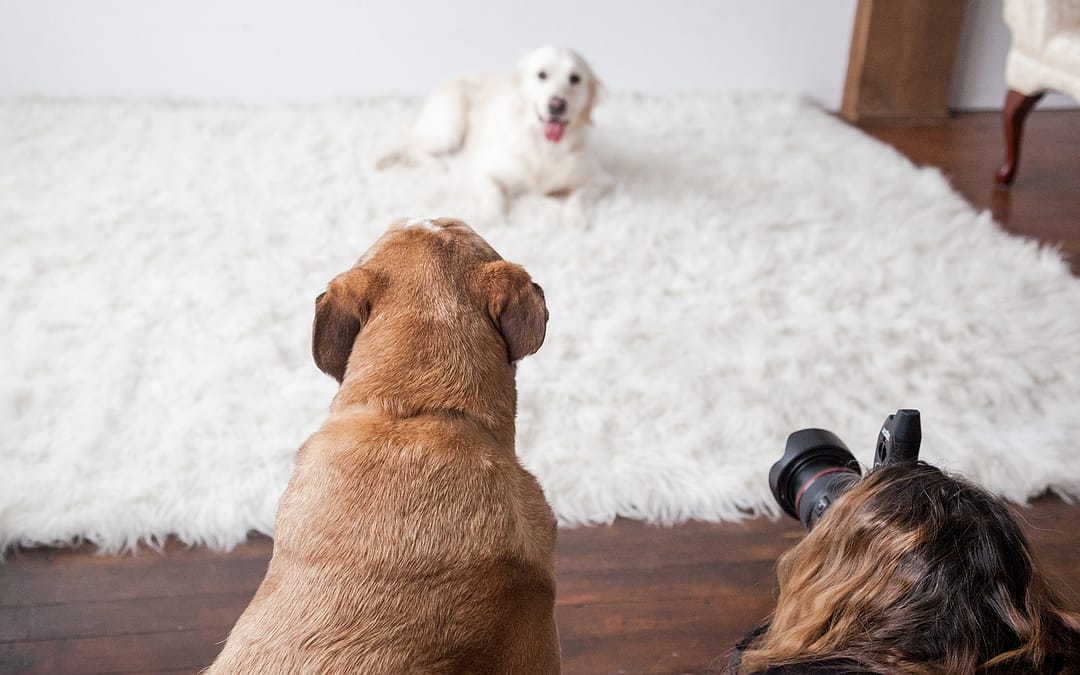 FAQs Part 1: Questions related to your dog and their pet photo session