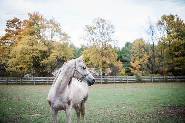 Fall family photos with the dogs & horses / Equine Photography / Markdale