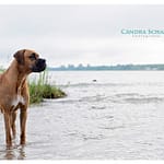 Pet Photography by Candra Schank Photography. Candra Schank Owen Sound Pet Photographer. Candra Schank Grey and Bruce Pet Photographer.