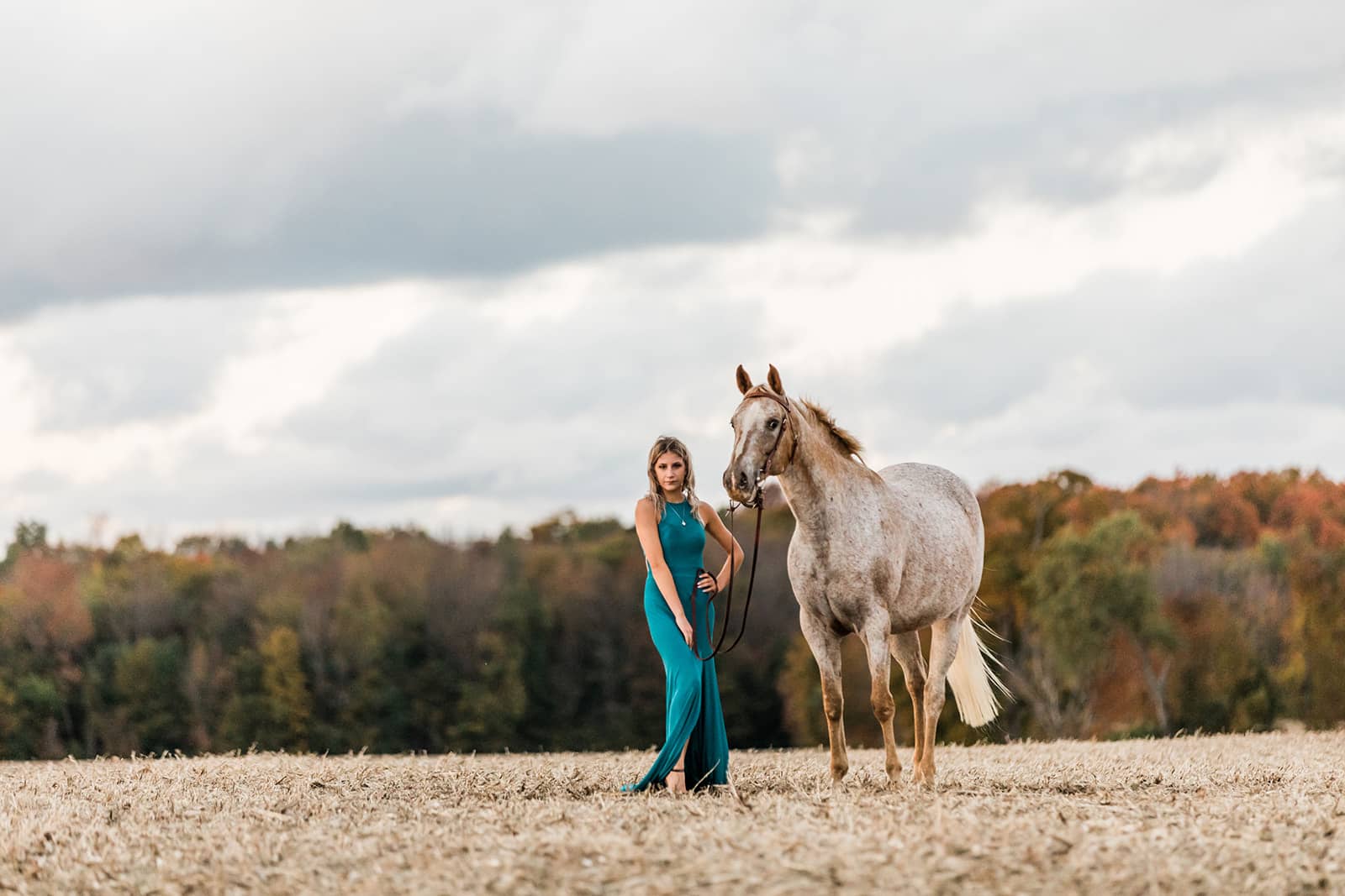 Pet and horse photos in Owen Sound and Collingwood