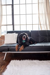 photo of gordon setter in studio on couch