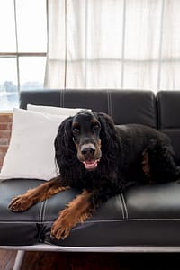 Pet Photography by Candra Schank Photography. Grey Bruce Pet Photographer. Owen Sound Pet Photographer. Ontario Pet Photographer.