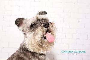 Pet Photography by Candra Schank Photography