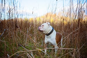 Pet Photography by Candra Schank Photography in Owen Sound