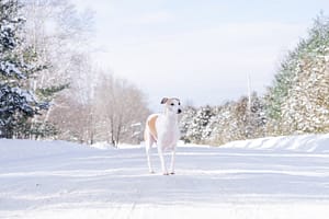 Pet Photography by Candra Schank Photography. Owen Sound, Grey and Bruce Pet Photographer.
