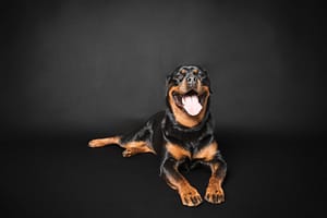 rottweiler dog in the studio on a black background. Owen Sound Pet Photographer