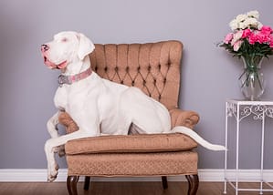 Pet Photography by Candra Schank Photography. Grey Bruce Pet Photography. Owen Sound Ontario Pet Photography.