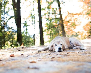 Pet photography by Candra Schank Photography.