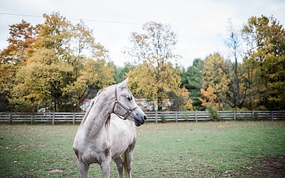 Fall family photos with the dogs & horses / Equine Photography / Markdale