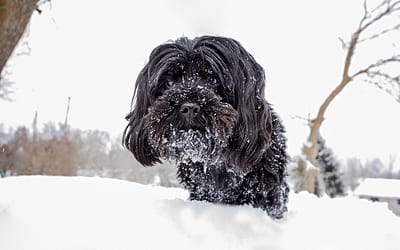 Ahhh…How do I photograph my black dog? / Owen Sound & Collingwood Pet & Equine Photographer