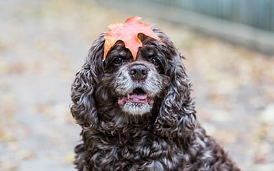 5 Things About Living With A  Senior Dog /Owen Sound Dog photographer