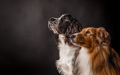 2022 Pet Of The Year / Owen Sound Pet Photography