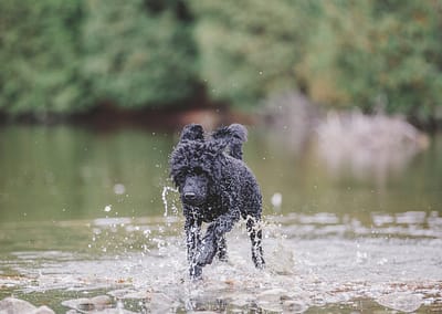 Black dog running through river