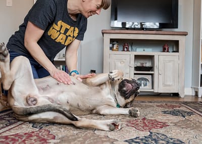 dog photo. dog photography. Dog gets belly rubbed