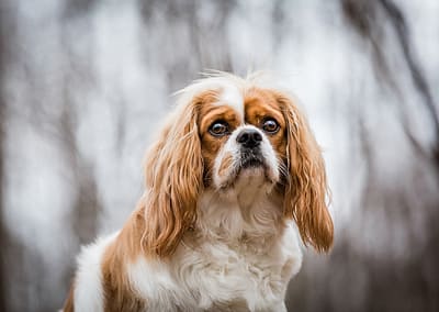 King Charles Cavalier dog in the forest