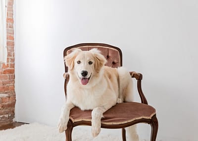 Puppy_on_chair
