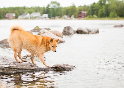 Dog on rock in the water