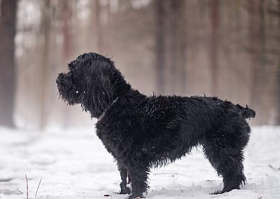 black schauzer poodle in the forest during the winter.