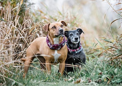 two dogs in a field. A young dog and a senior dog. In the fall.