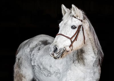 portrait of a white horse with a black background