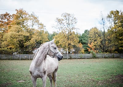 grey arabian horse in field. Equine photographer horse photographer equine photography