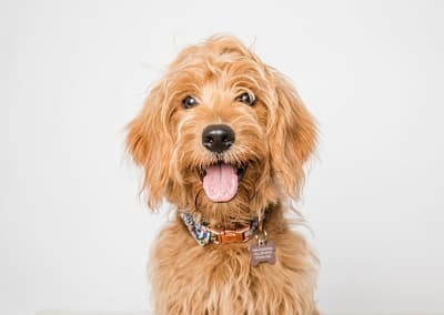 poodle mix dog in the studio with a white background. Candra Schank Owen Sound Pet Photographer
