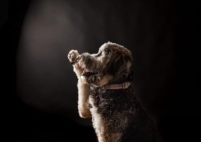 poodle mix dog in the studio with a black background. Candra Schank Owen Sound Pet Photographer