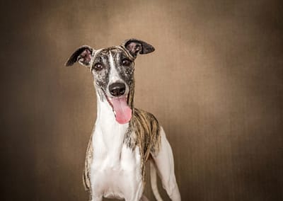 Photo of a whippet dog on a vintage background in Candra Schank Photography's studio. Dog photography. Pet Photography. Owen Sound Dog photographer Grey Bruce Pet Photographer.