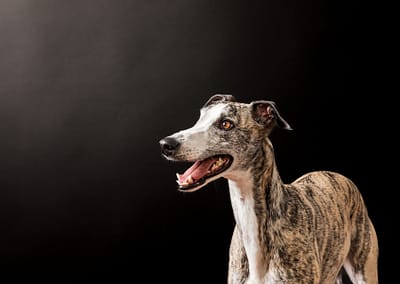 Photo of a whippet dog on a black background in Candra Schank Photography's studio. Dog photography. Pet Photography. Owen Sound Dog photographer Grey Bruce Pet Photographer.