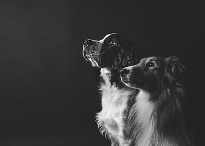 A black and white Photo of two dogs on a black background in Candra Schank Photography's studio. Dog photography. Pet Photography. Owen Sound Dog photographer Grey Bruce Pet Photographer.