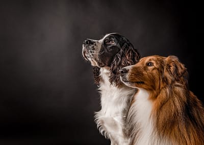 Photo of two dogs on a black background in Candra Schank Photography's studio. Dog photography. Pet Photography. Owen Sound Dog photographer Grey Bruce Pet Photographer.