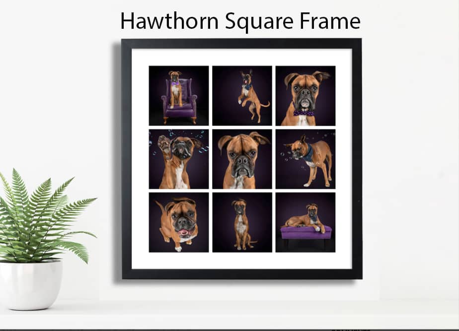 Framed Print on the wall of a family's home. Dog photography. Pet Photography. Owen Sound Dog photographer Grey Bruce Pet Photographer.