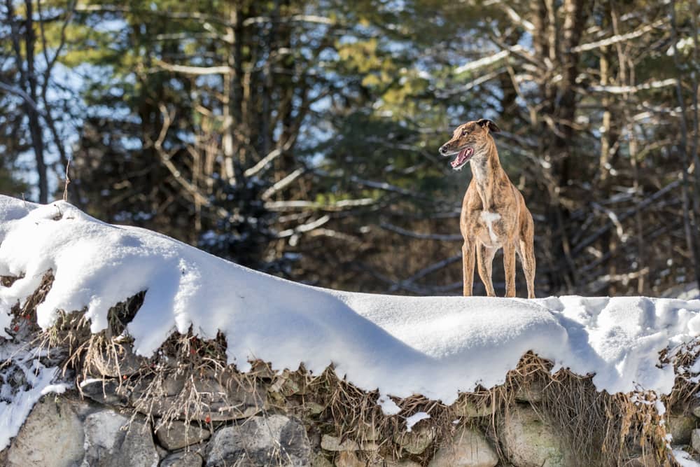 Lurcher dog on snow ledge