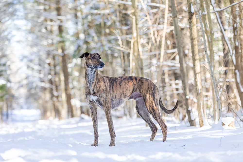 Lurcher dog poses in a forest